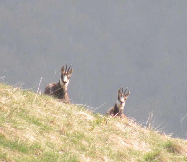 camoscio al monte generoso, svizzera